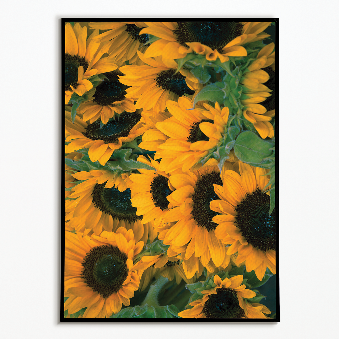 Bunch of sunflowers - Art Print