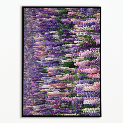 A field with lupine flowers - Art Print