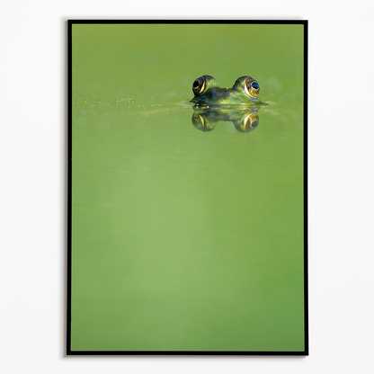 Green frog swimming in the water.  - Art Print