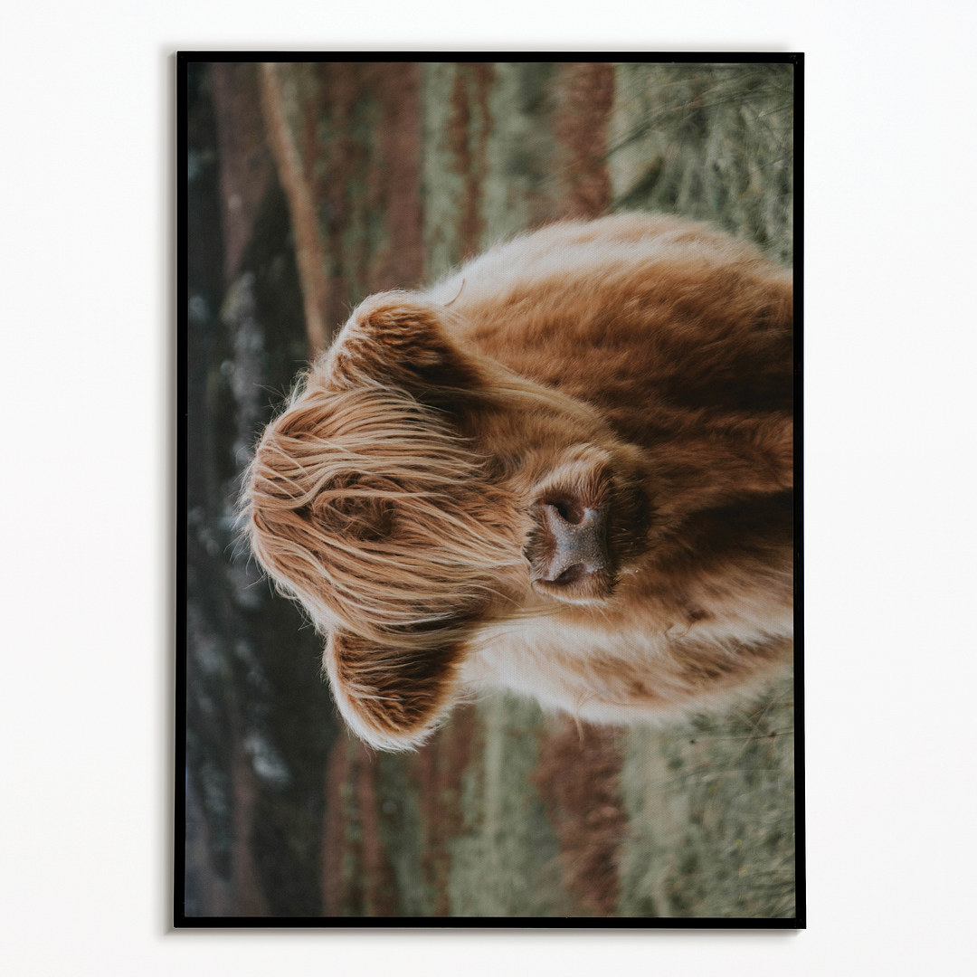 Calf - Art Print