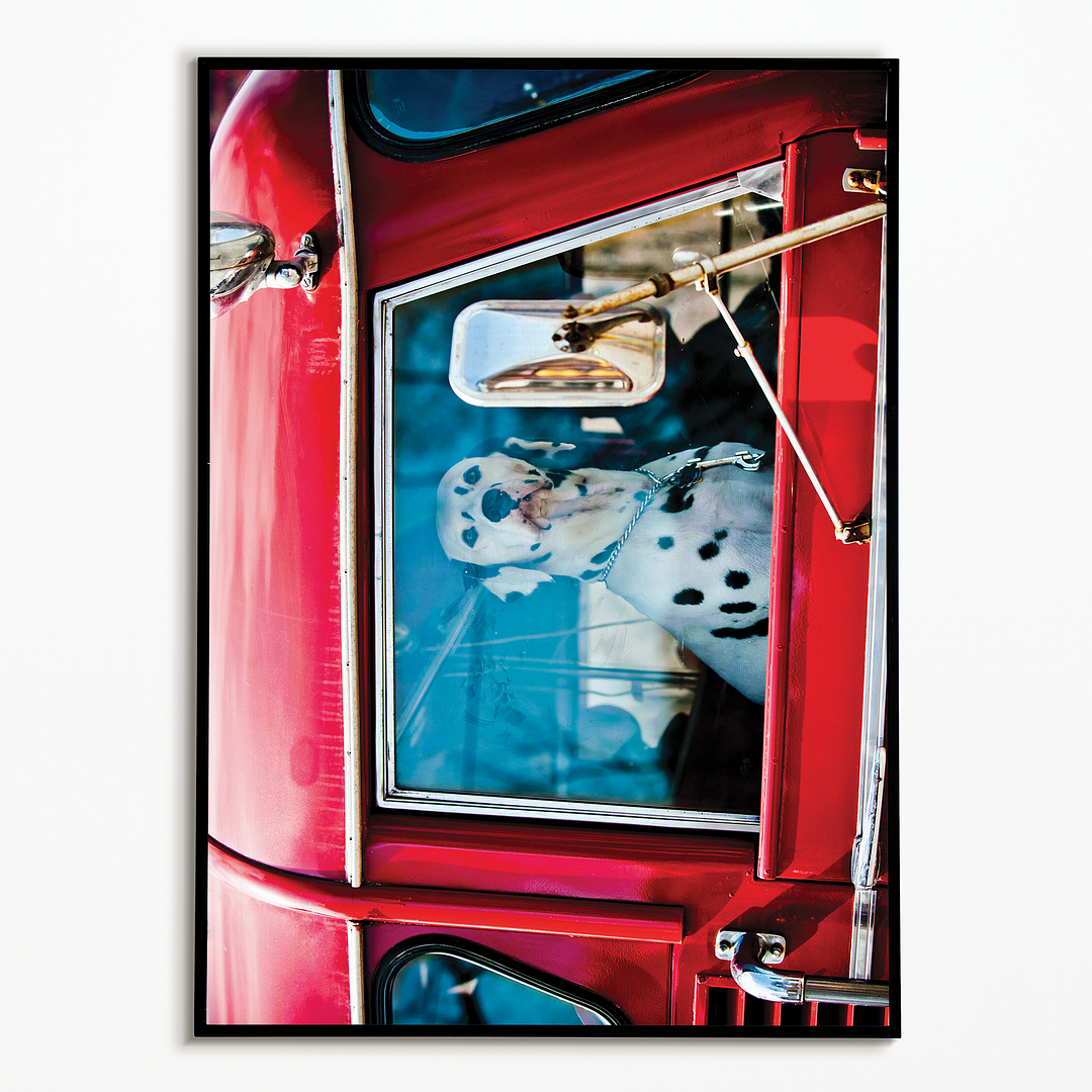 Dalmatian sitting in red car - Art Print