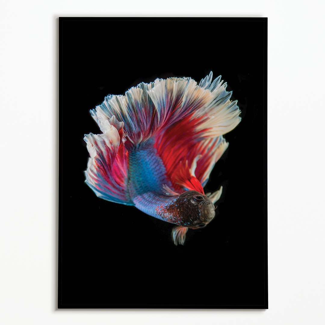 betta fish - Art Print