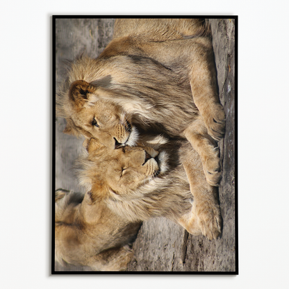 Two lions snuggling up to each other  - Art Print