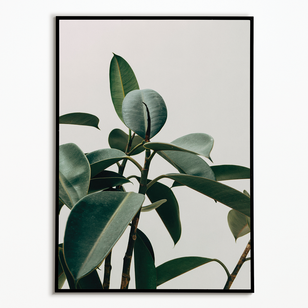 indoor Rubber Plant - Art Print