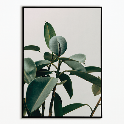 indoor Rubber Plant - Art Print