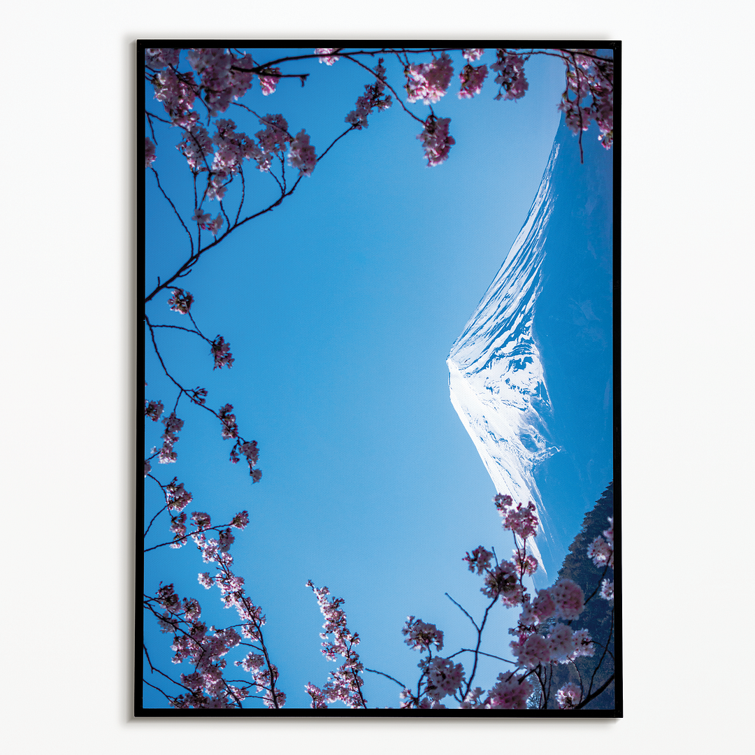 Blooming pink blossom branches with Fuji Mountain - Art Print
