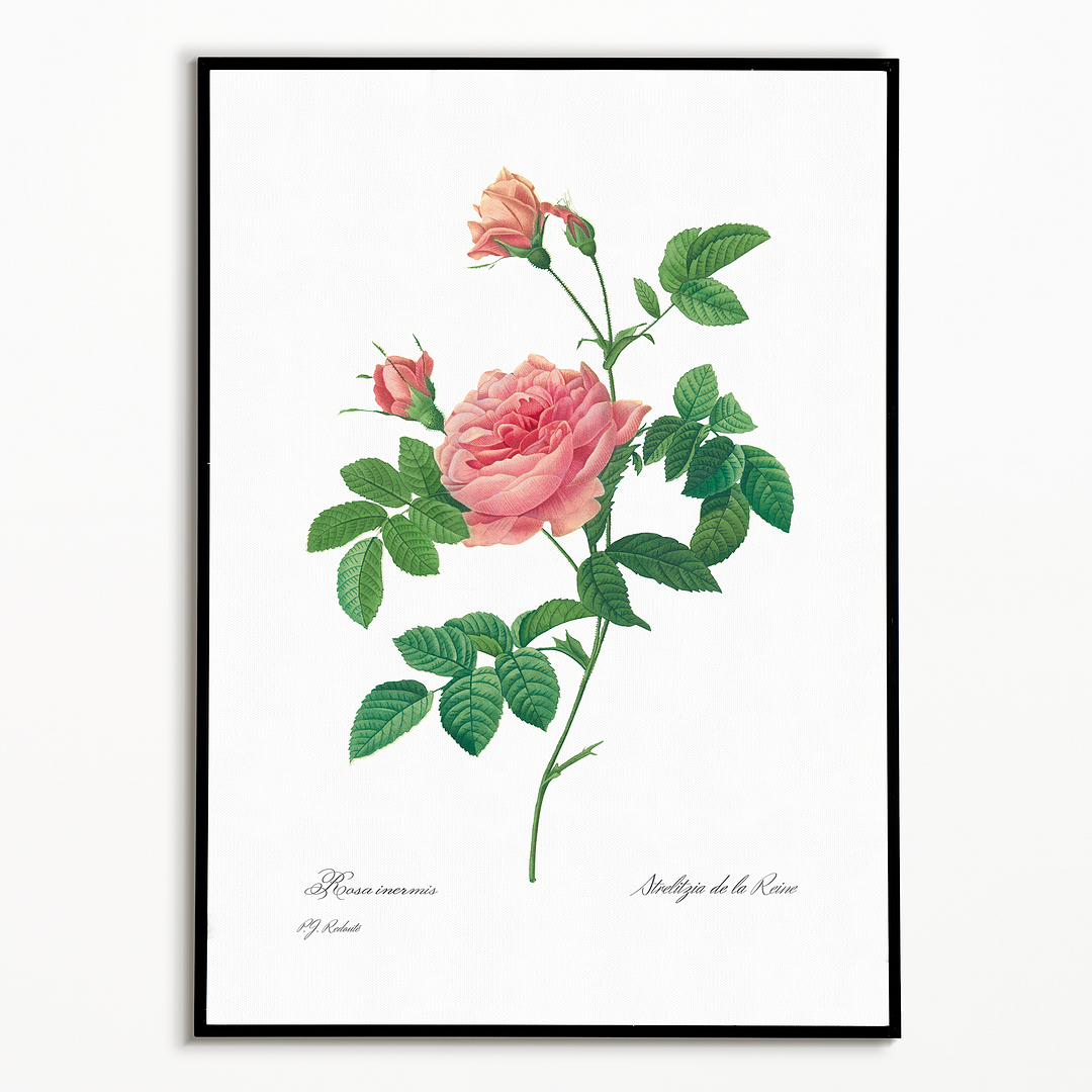 Rose Turbine without Thorns By Pierre-Joseph Redouté - Art Print