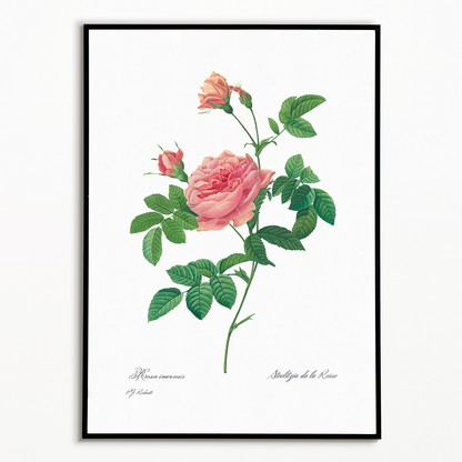 Rose Turbine without Thorns By Pierre-Joseph Redouté - Art Print