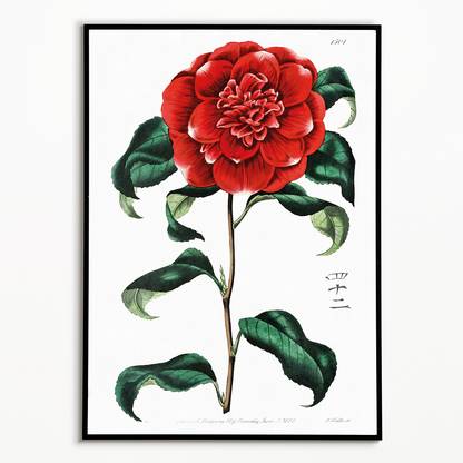 Mr. Reeves's crimson camellia - Art Print