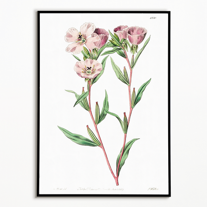 Pale Corona Amaryllis - Art Print