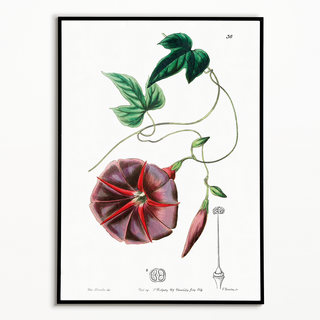 The male jalap - Art Print