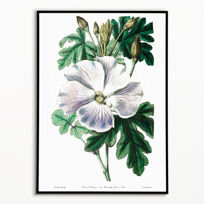 Mrs. Wray's hibiscus - Art Print
