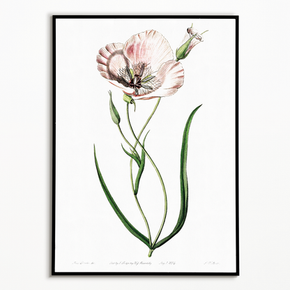 atiny calochortus - Art Print