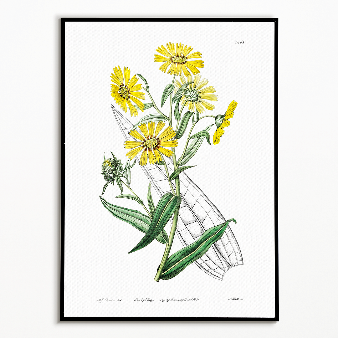 Elegant madia - Art Print