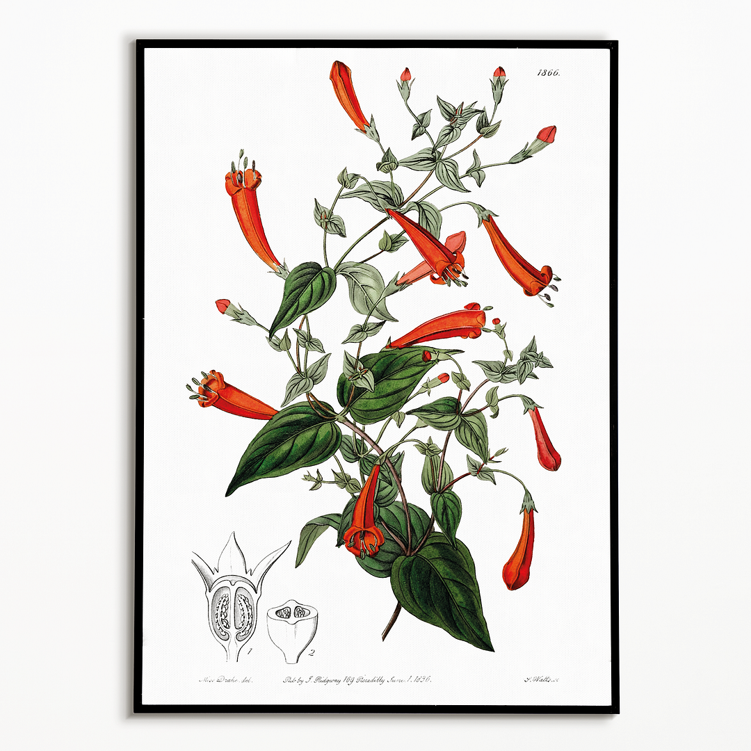 Heart-leaved manettia - Art Print