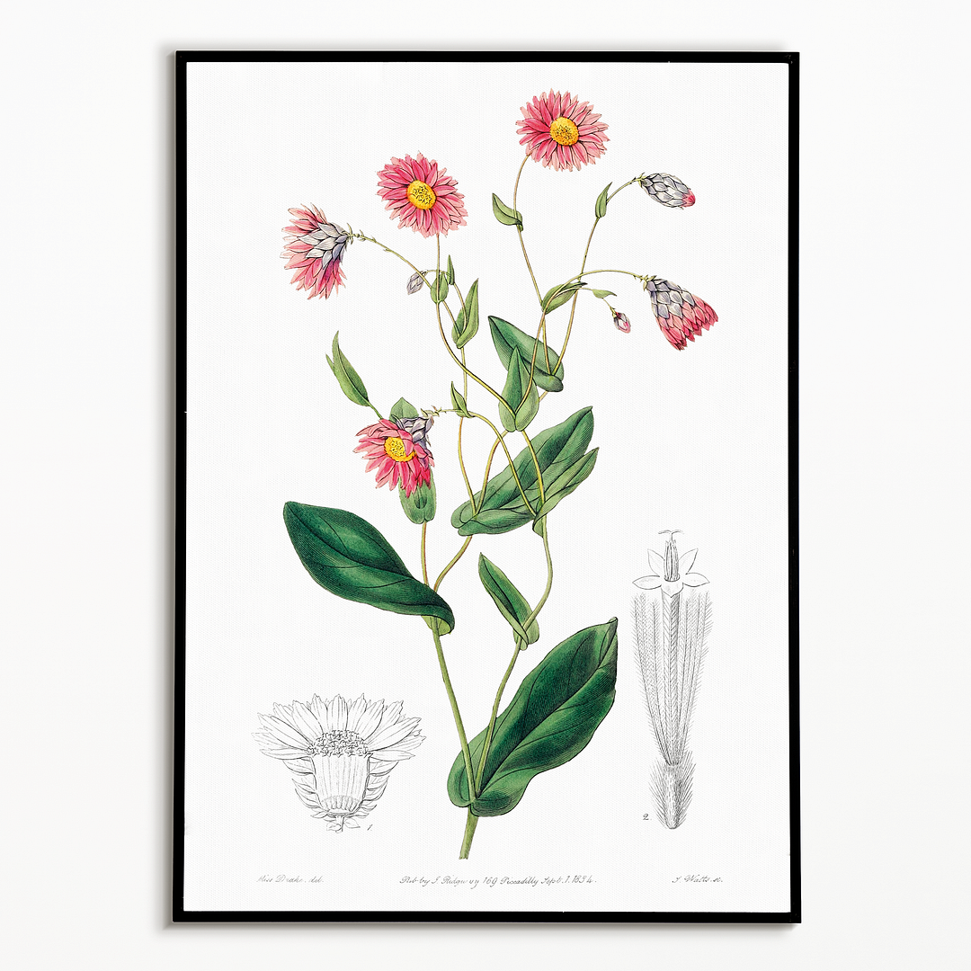 Captain Mangle's rhodanthe - Art Print