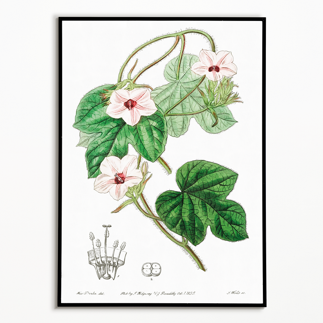 Mr.Aiton's ipomoea - Art Print