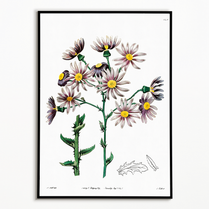 Lilac senecio - Art Print