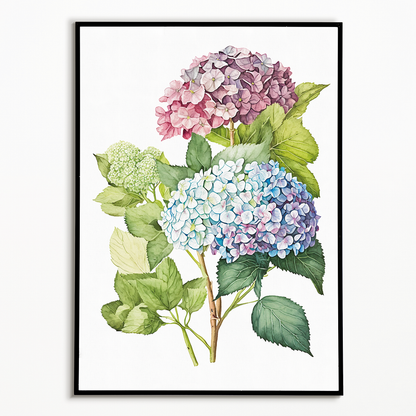 Hydrangea 2 - Art Print
