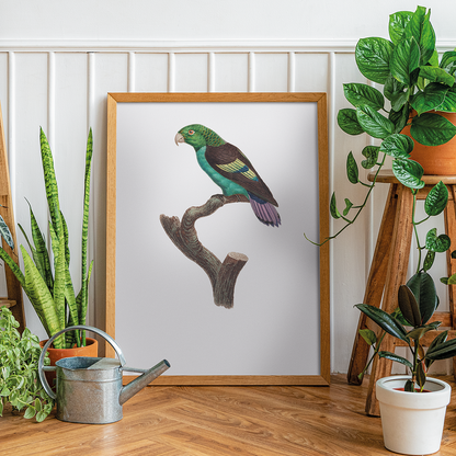 Black-winged Parakeet - Art Print