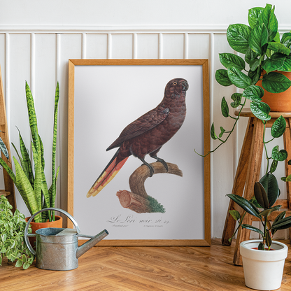 The Black Lory, Chalcopsitta atra   - Art Print