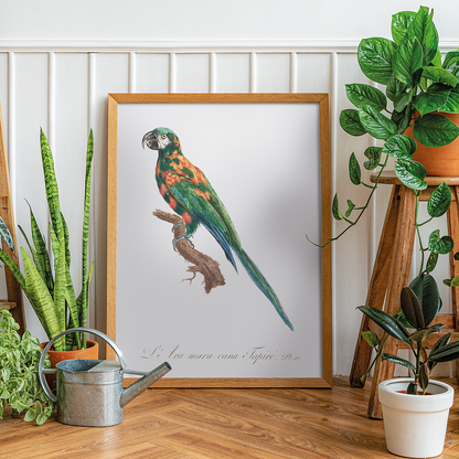 The Blue-Winged Macaw, Primolius maracana I - Art Print