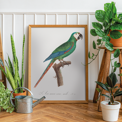 The Blue-Winged Macaw, Primolius maracana III - Art Print