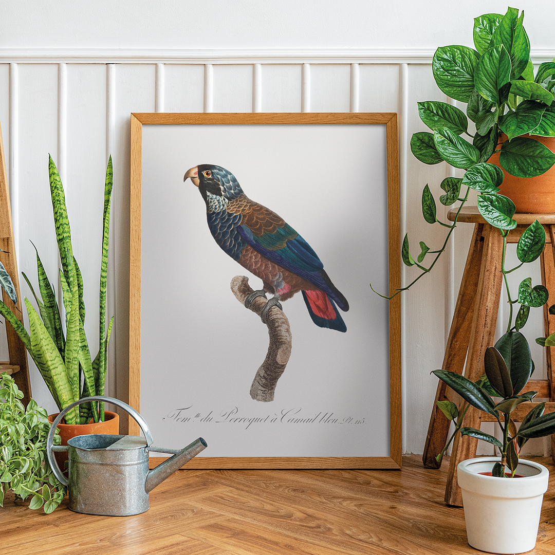 The Bronze-Winged Parrot, Pionus chalcopterus  - Art Print