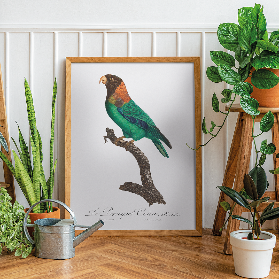 The Caica Parrot, Pyrilia caica  - Art Print
