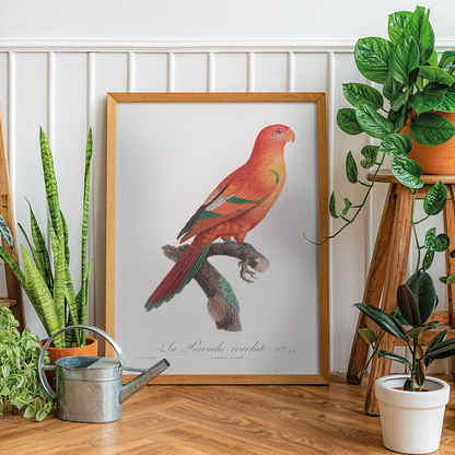 The Crimson Shining Parrot, Prosopeia splendens  - Art Print