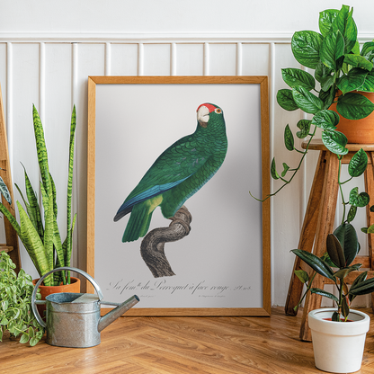 The Cuban Amazon, Amazona leucocephala - Art Print