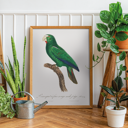 The Cuban Amazon, Amazona leucocephala, male III - Art Print
