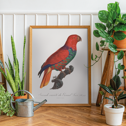 The Eclectus Parrot, Eclectus roratus  - Art Print