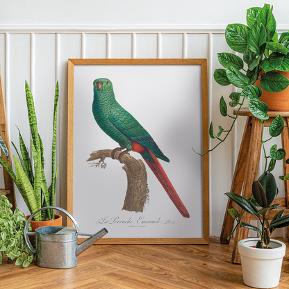 The Emerald Parakeet  - Art Print