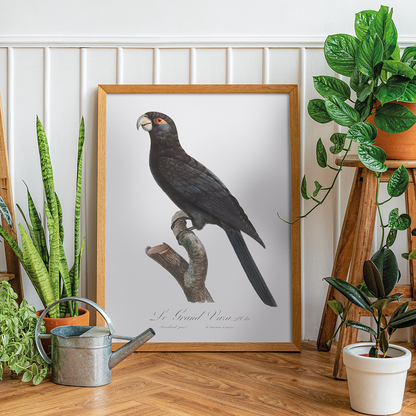 The Greater Vasa Parrot  - Art Print