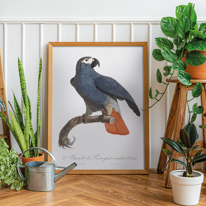 The Grey Parrot, Psittacus erithacus  IV - Art Print