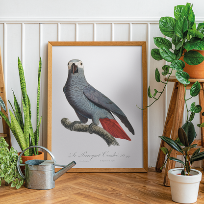 The Grey Parrot, Psittacus erithacus  V - Art Print