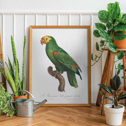 Yellow-Fronted Amazon, Amazona ochrocephala I - Art Print