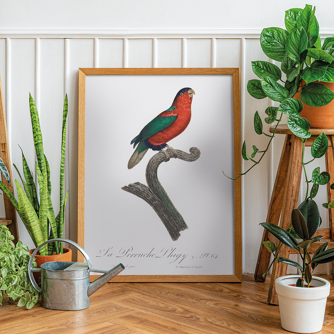 The Phigy Parrot, Psittacus phigy  - Art Print