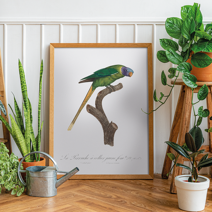 The Plum-Headed Parakeet, female  - Art Print
