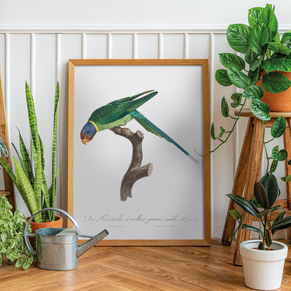 The Plum-Headed Parakeet, male  - Art Print