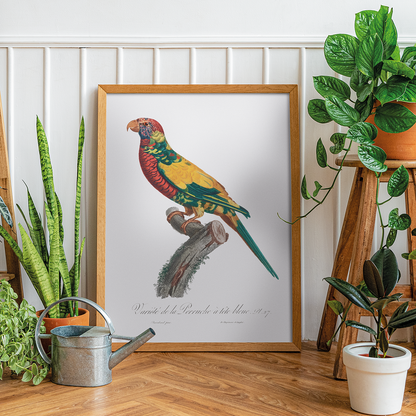 The Rainbow Lorikeet, Trichoglossus moluccanus  - Art Print