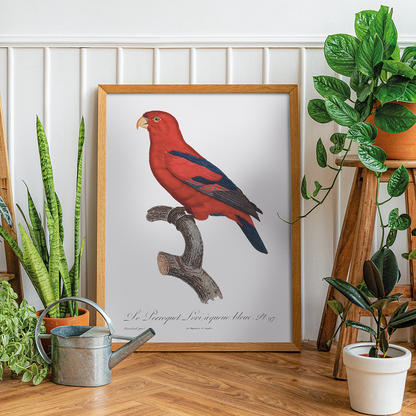 The Red Lory, Eos bornea  II - Art Print