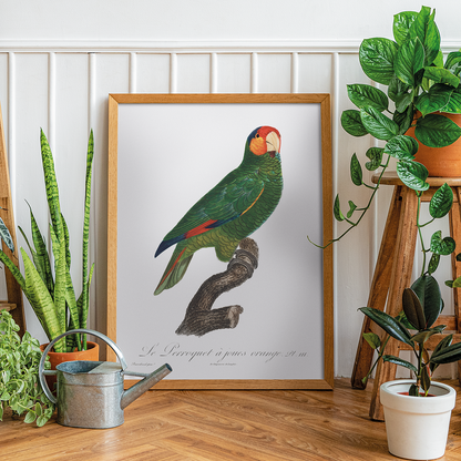 The Red-Lored Amazon, Amazona autumnalis  - Art Print