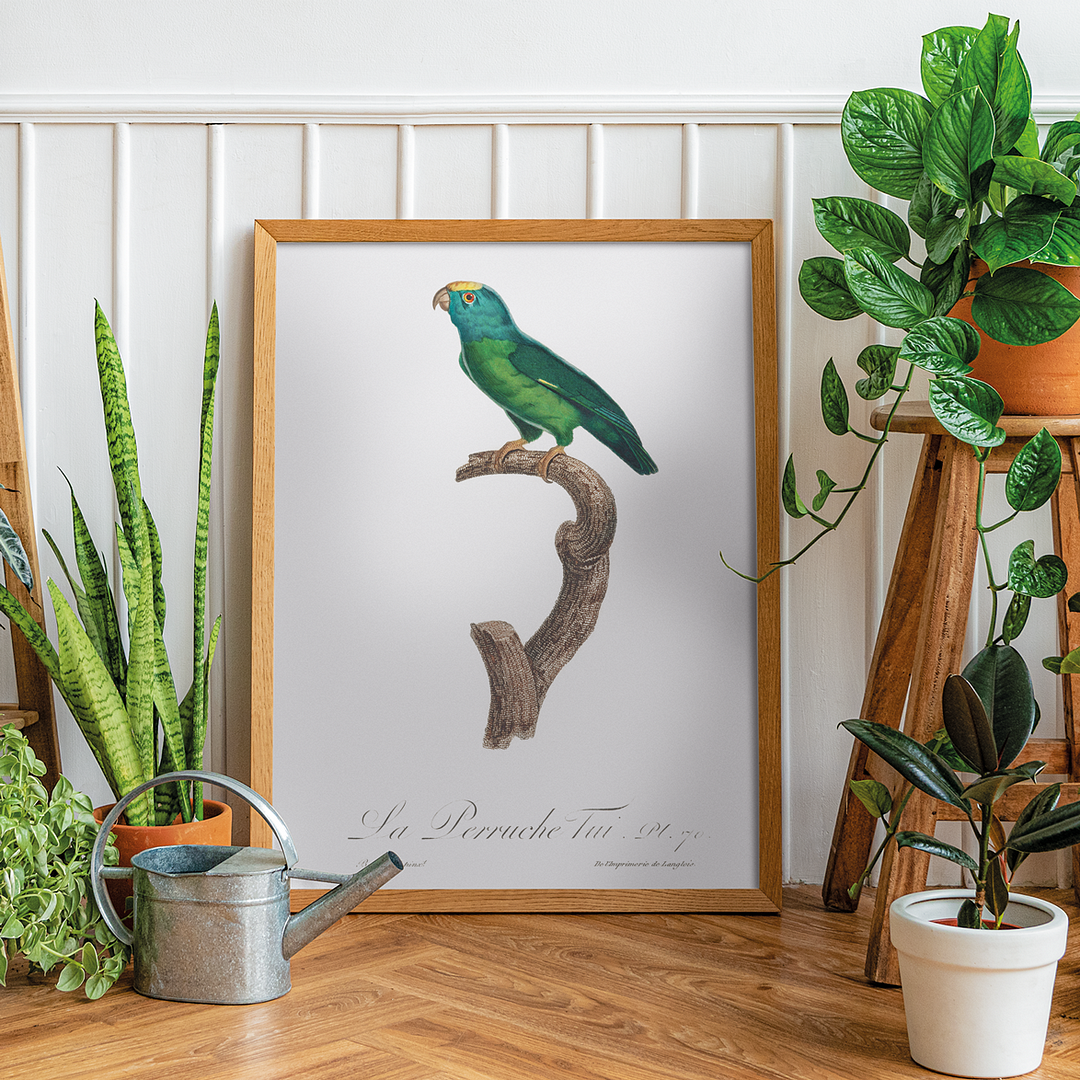 The Tui Parakeet, Brotogeris sanctithomae  - Art Print