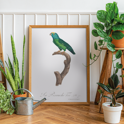 The Tui Parakeet, Brotogeris sanctithomae  - Art Print