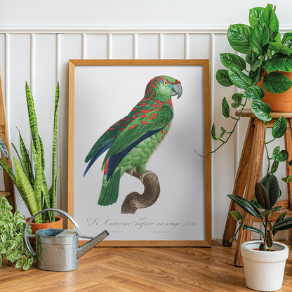 The Turquoise-Fronted Amazon Amazona aestiva I - Art Print