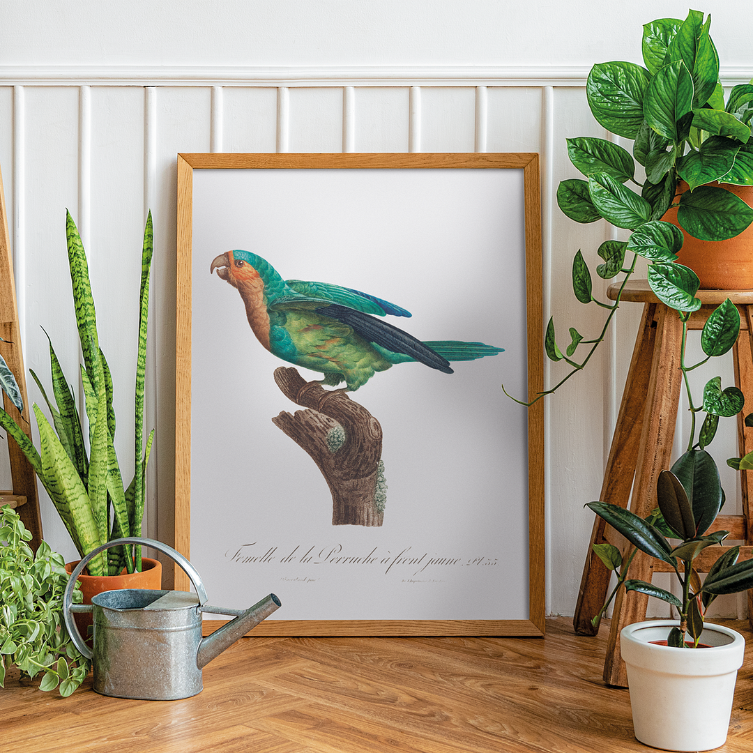 The Yellow-Crowned Parakeet, Cyanoramphus auriceps I - Art Print