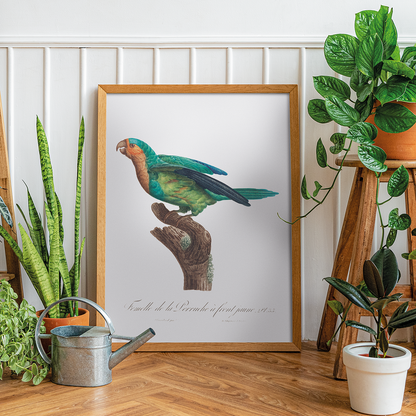 The Yellow-Crowned Parakeet, Cyanoramphus auriceps I - Art Print