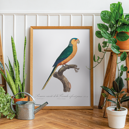 The Yellow-Fronted Parakeet, Cyanoramphus auriceps  - Art Print